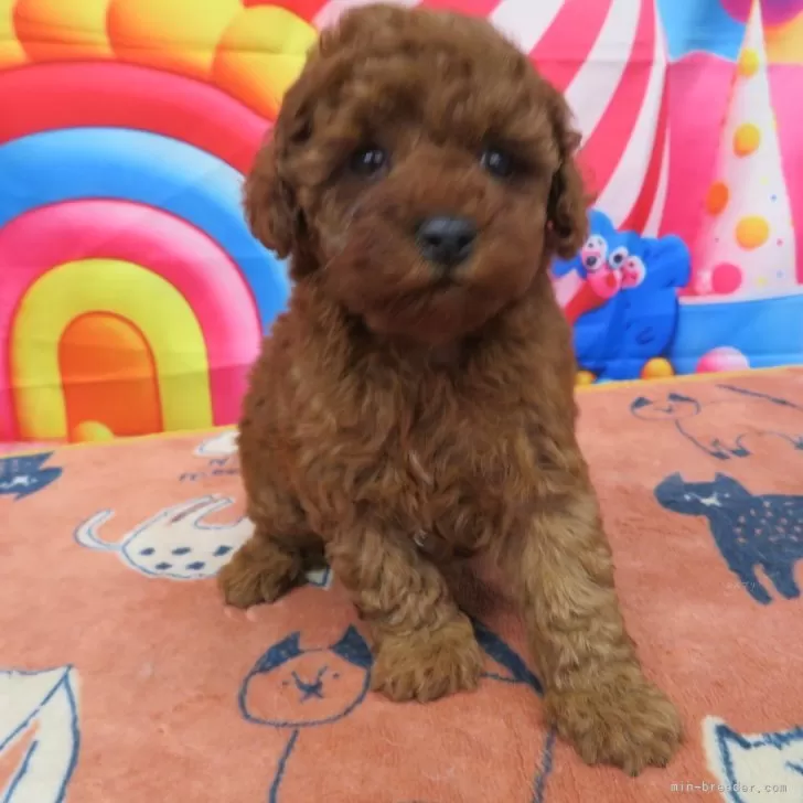 ID:2502-01128の子犬