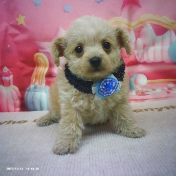 チワプー(チワワ×トイプードル)【京都府・男の子・2025年11月1日・ペールフォーン】の写真「白くて可愛らしいです。」