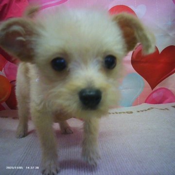 チワプー(チワワ×トイプードル)【京都府・男の子・2025年8月4日・ペールフォーン】の写真「目がまんまるで可愛らしいです。」