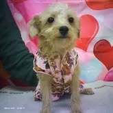 チワプー(チワワ×トイプードル)【京都府・女の子・2025年5月30日・オレンジフォーン】の写真1