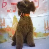 トイプードル(トイ)【京都府・男の子・2025年4月4日・レッドフォーン】の写真4