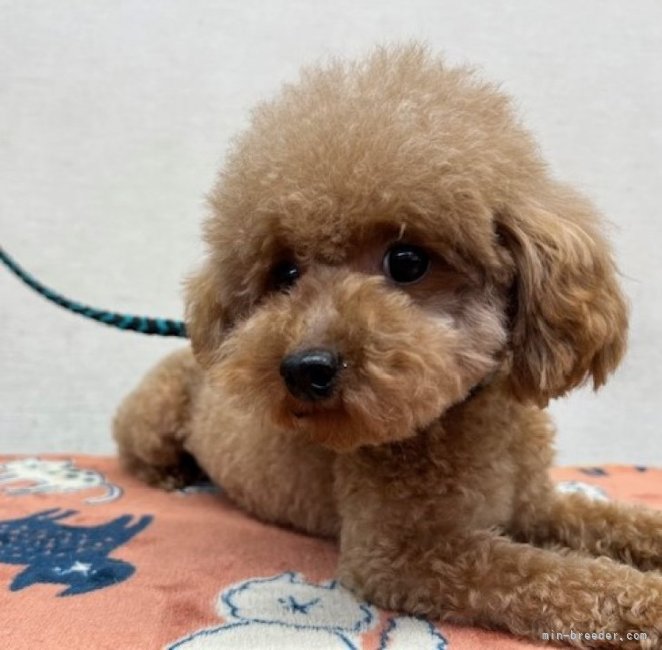 トイプードル(トイ)【・女の子・2020年10月27日・レッドフォーン】