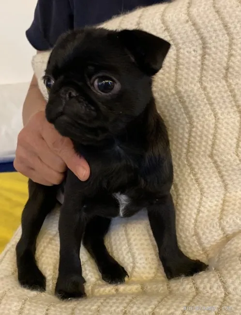 ID：2011-01846の子犬