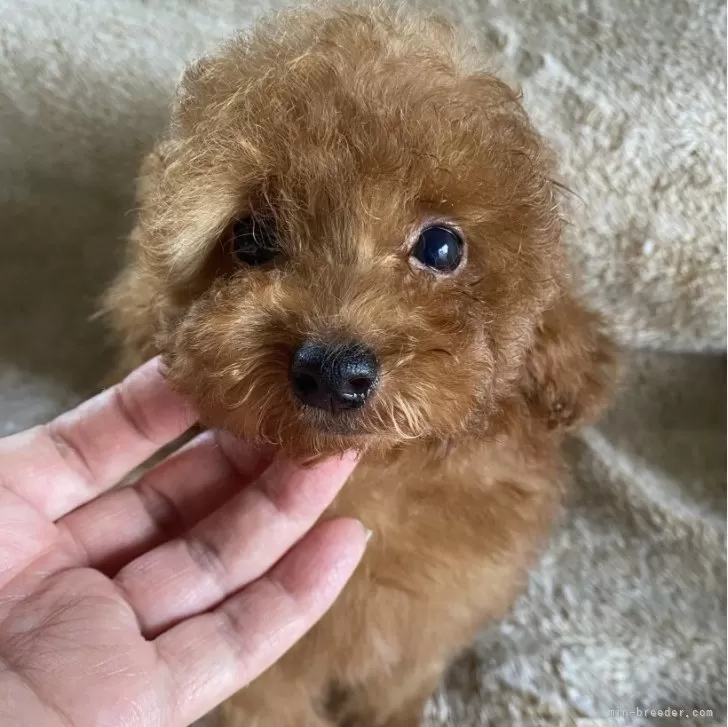 ID:2508-00003の子犬