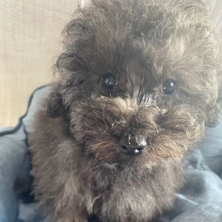 ID：2411-00033の子犬