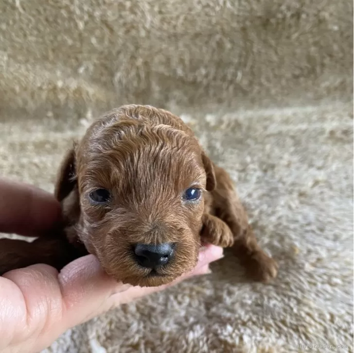 ID:2505-07063の子犬