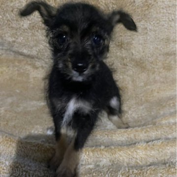 ミックス(ミニチュアシュナウザー×チワワ)【北海道・女の子・2025年8月25日・ブラックタン】の写真「甘えっ子ちゃん♡」