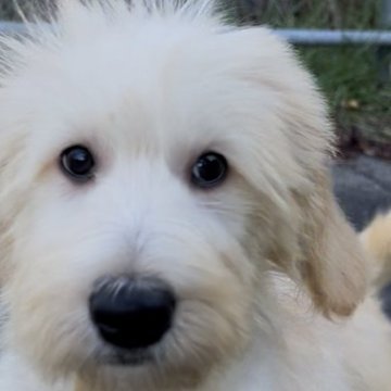 ゴールデンドゥードル(プードル×ゴールデンレトリバー)【北海道・女の子・2025年7月27日・ゴールド】の写真「おとなしい甘えっ子♡」