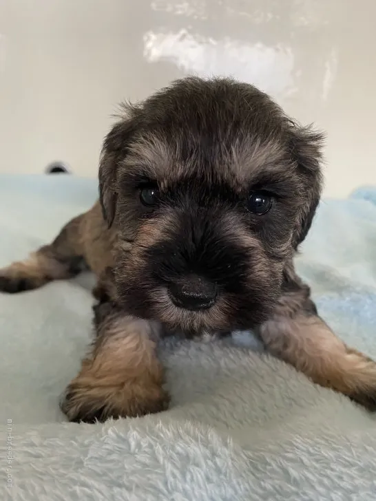 ID：2101-00153の子犬