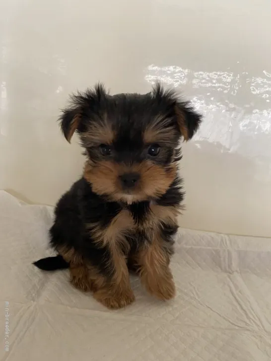 ID:2202-00879の子犬