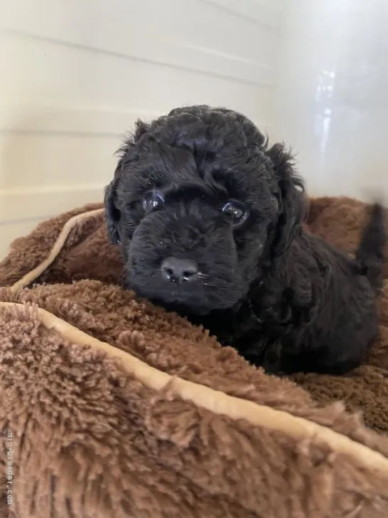 ID：2204-03866の子犬