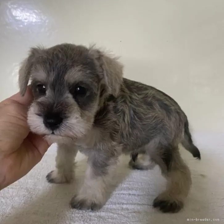 ID：2312-01987の子犬