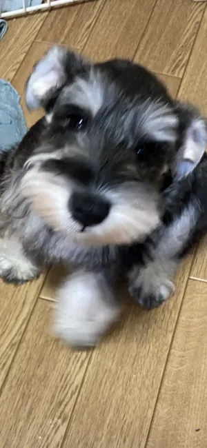 ID：2111-03017の子犬