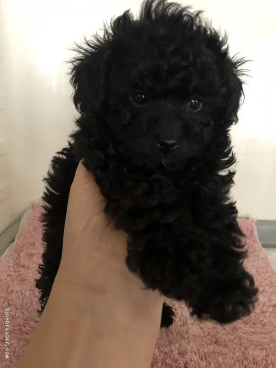 ID：1912-01011の子犬