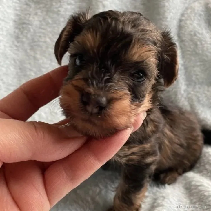 ID:2303-04220の子犬