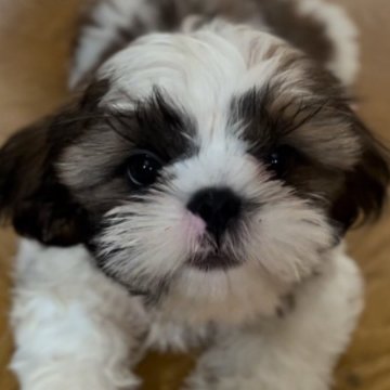 シーズー【北海道・男の子・2024年5月2日・ホワイト&ゴールド】の写真「元気いっぱいな僕☆」