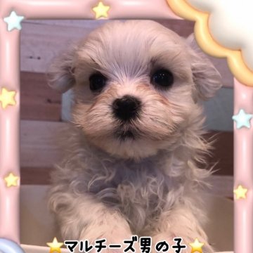 マルチーズ【佐賀県・男の子・2025年5月3日・ホワイト】の写真「コロコロ男の子」