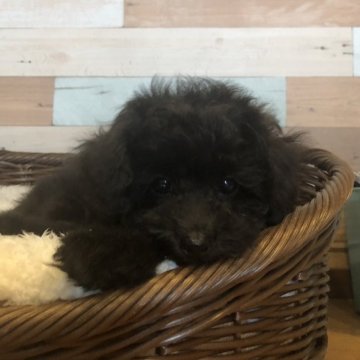 トイプードル(トイ)【佐賀県・女の子・2025年7月26日・ブラック】の写真「本当に姉妹で見分けがつかない😅」