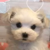 マルチーズ【佐賀県・女の子・2025年7月17日・ホワイト】の写真1