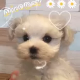 マルチーズ【佐賀県・女の子・2025年7月17日・ホワイト】の写真7