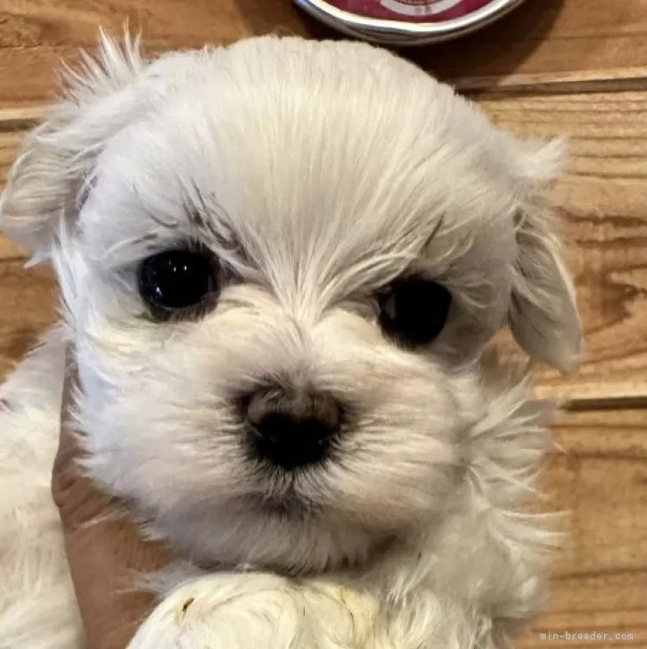 ID:2407-03110の子犬