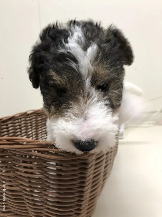 ID：2003-01003の子犬