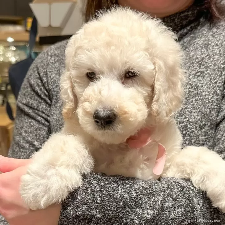 ID:2401-05399の子犬