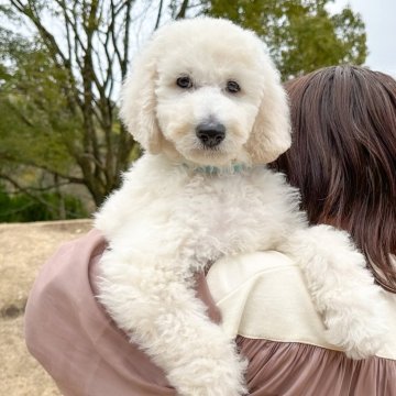 スタンダードプードル【愛知県・男の子・2023年12月9日・ホワイト系】の写真「美男子🧡くんです」
