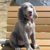 ワイマラナー【愛知県・女の子・2024年1月17日・グレー】の写真1