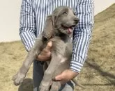 ワイマラナー【愛知県・女の子・2024年1月17日・グレー】の写真3