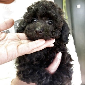トイプードル(タイニー)【福岡県・男の子・2025年10月10日・ブラックシルバー】の写真「ブラックからママのようにシルバーになるかも🍀」