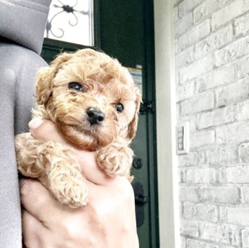 トイプードル(タイニー)【福岡県・女の子・2025年10月10日・アプリコット】の写真「ママ譲りの美人さん間違いなしです💖小さめタイニー」