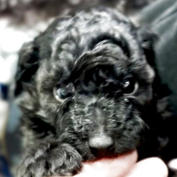 トイプードル(タイニー)【福岡県・男の子・2025年10月10日・ブラックシルバー】の写真「ブラックからママのようにシルバーになるかも🍀」