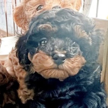 トイプードル(タイニー)【福岡県・男の子・2025年10月10日・ブラックタン】の写真「レアカラーのブラックタン🍀」