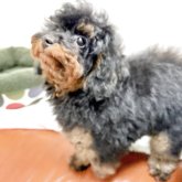 トイプードル(タイニー)