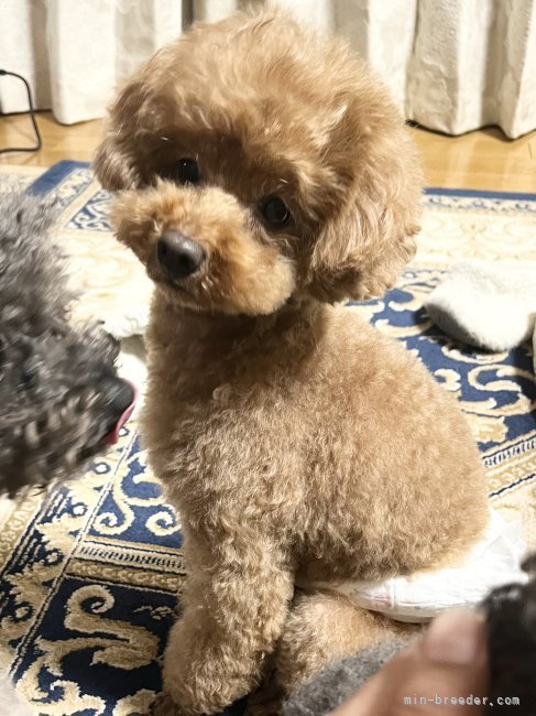 綺麗なレッドです。タイニーサイズで毛量あります。幼顔です。