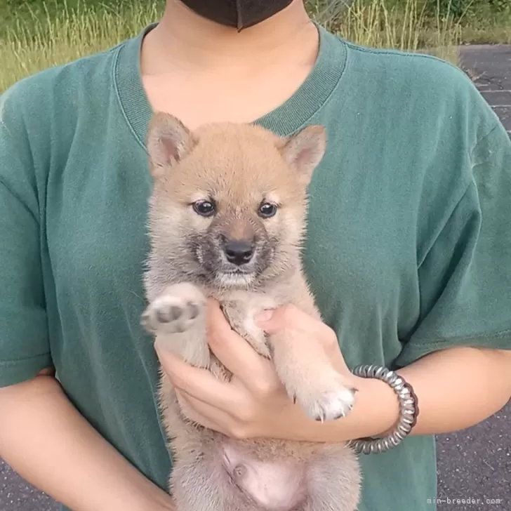 柴犬(標準サイズ)【岐阜県・男の子・2025年7月25日・濃いめのキレイな赤ですよ✨】の写真1「パッチリまなこのまん丸な男の子ですねっ☺️」