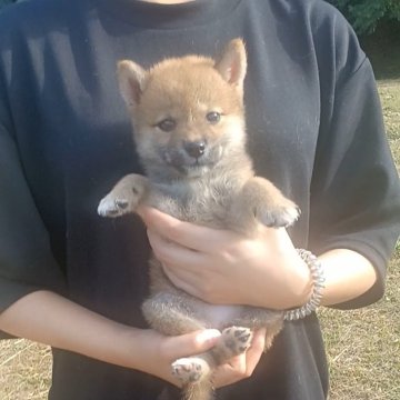 柴犬(標準サイズ)【岐阜県・女の子・2025年7月25日・濃いめしっかりした赤ですよ✨】の写真「パッチリまなこの性格抜群なタヌキちゃんですっ☺️」