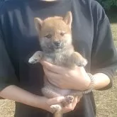 柴犬(標準サイズ)