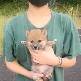 柴犬(標準サイズ)