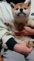 柴犬(標準サイズ)【岐阜県・女の子・2024年10月10日・心地好いキレイな赤です。】の写真2