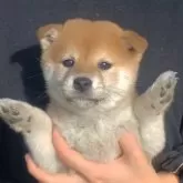 柴犬(標準サイズ)【岐阜県・女の子・2025年10月13日・とてもキレイな赤です!】の写真3