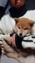 柴犬(標準サイズ)【岐阜県・女の子・2024年10月10日・心地好いキレイな赤です。】の写真4