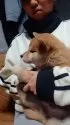 柴犬(標準サイズ)【岐阜県・女の子・2024年10月10日・心地好いキレイな赤です。】の写真6