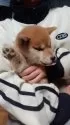 柴犬(標準サイズ)【岐阜県・女の子・2024年10月10日・心地好いキレイな赤です。】の写真9