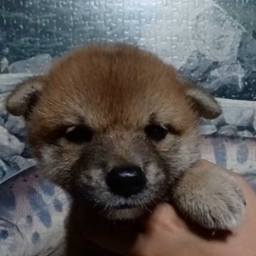 柴犬(標準サイズ)【岐阜県・男の子・2023年7月8日・非常に冴えのある濃いめのキレイな赤ですよ✨】の写真「愛くるしく雄らしい目をして人が大好きな気性で」