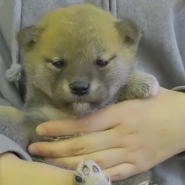 柴犬(標準サイズ)【岐阜県・女の子・2023年12月7日・非常に冴えのある赤】の写真「やや小振りな美人タヌキちゃんです☺️」