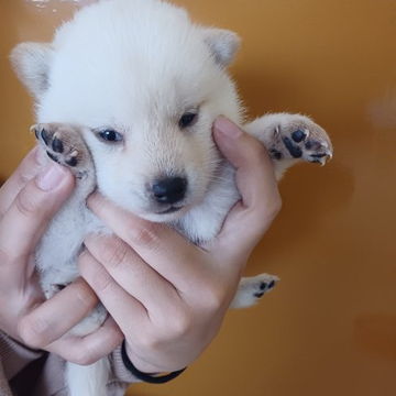 柴犬(標準サイズ)【岐阜県・女の子・2022年9月1日・赤と黒の両親から産まれた珍しい白の女の子】の写真「白にしては珍しい鼻も肉球も黒い白熊みたいな女の子」