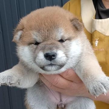 柴犬(標準サイズ)【岐阜県・女の子・2022年10月30日・非常に冴えのある赤】の写真「非常に明るい冴えた赤の女の子ですよ❗」