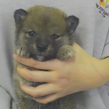 柴犬(標準サイズ)【岐阜県・女の子・2023年12月7日・濃いめのキレイな赤ですよ✨】の写真「とにかく人が大好き行動力のあるタヌキちゃんです❗」